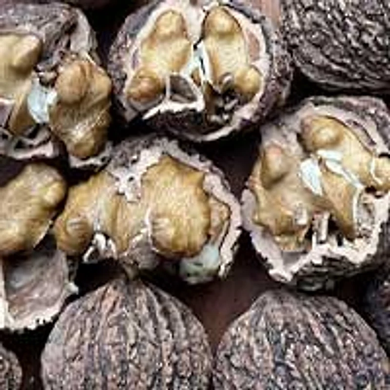 Black Walnut — ingredient in SugarMute
